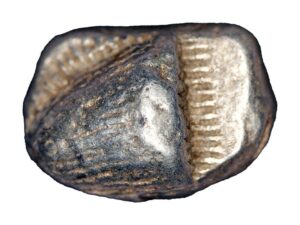 Sinope, Paphlagonia AR Drachm - Eagle's Head
